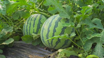 北美vince吃瓜视频