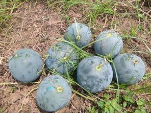 清江县吃瓜,瓜果飘香，品味夏日清凉