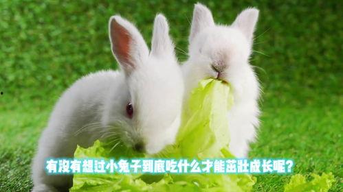 小红兔吃瓜,小红兔的甜蜜瓜果时光