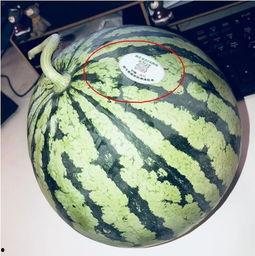 网红吃瓜推荐,揭秘热门事件背后的真相与笑料