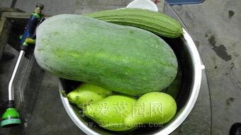 国内吃瓜国外吃瓜视频网站,一网打尽全球热点事件