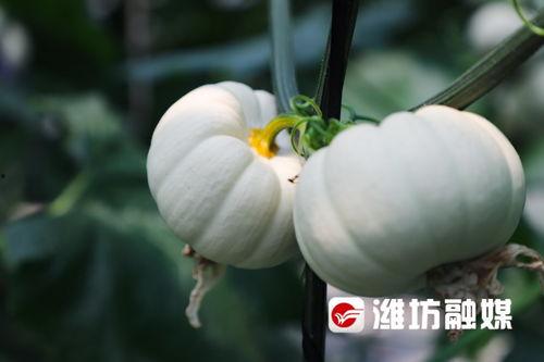 潍坊吃瓜事件真相,揭秘背后真相与反思