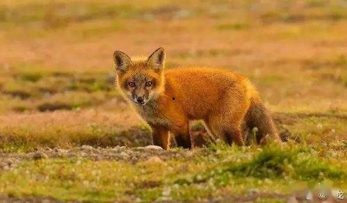 狐狸崽崽吃瓜,狐狸崽崽的瓜界探险记