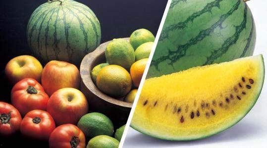 黄心吃瓜神器,黄心吃瓜神器助你一臂之力