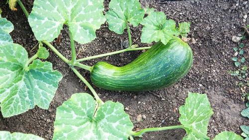 吃中药可以吃瓠瓜吗女性,瓠瓜可否同食？