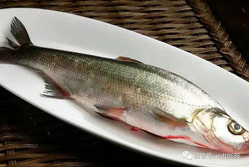 八瓜鱼吃老鹰,挑战老鹰的传奇故事