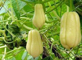 佛手瓜发芽也可以吃么