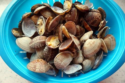 哈密瓜和花蛤一起吃行吗,哈密瓜与花蛤的搭配食用指南